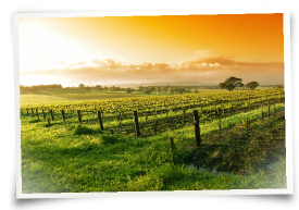 Photograph of a vineyard